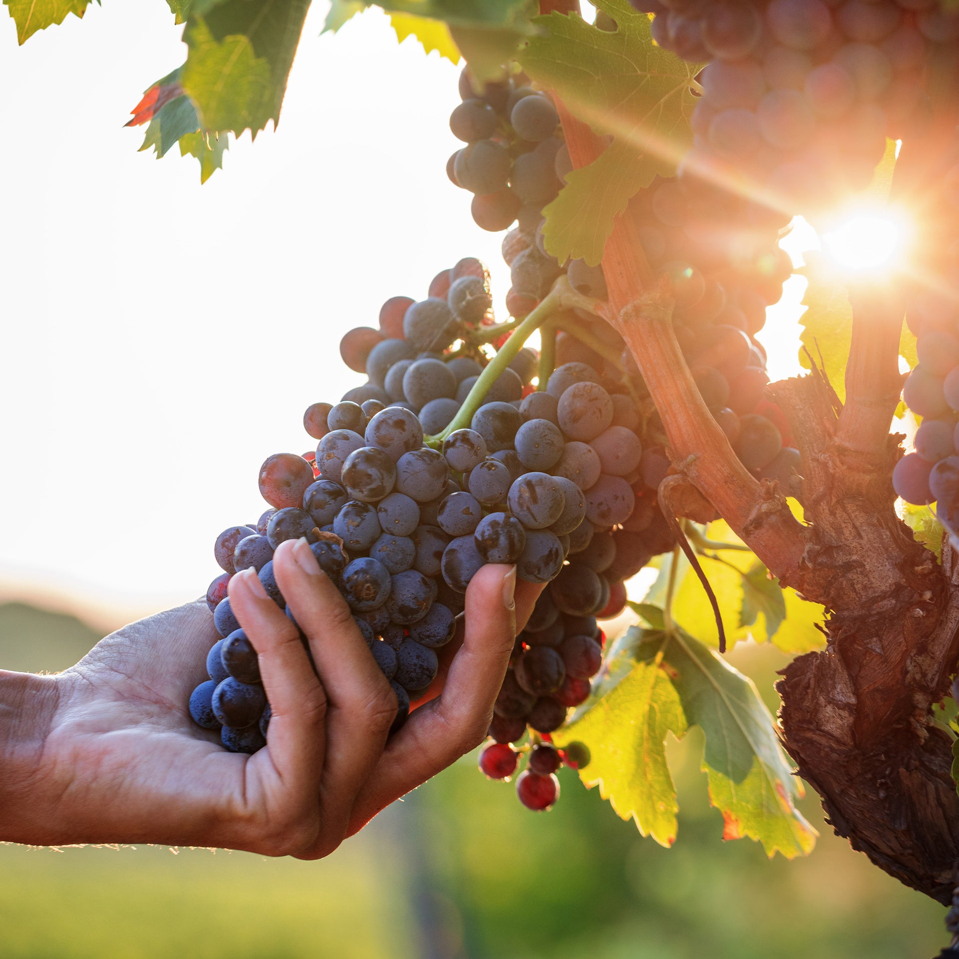 Visuel éditorial Minuty