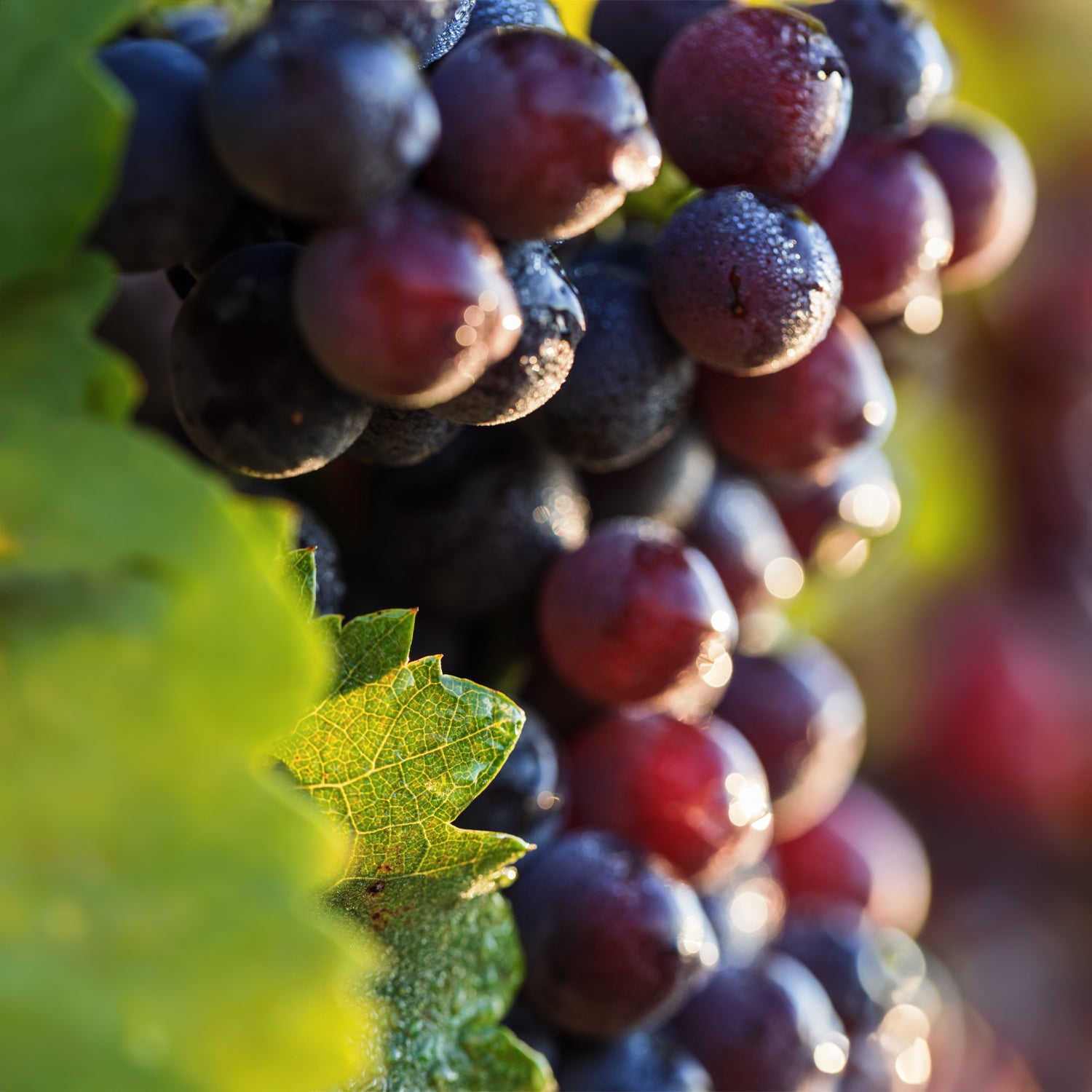 Visuel éditorial Minuty