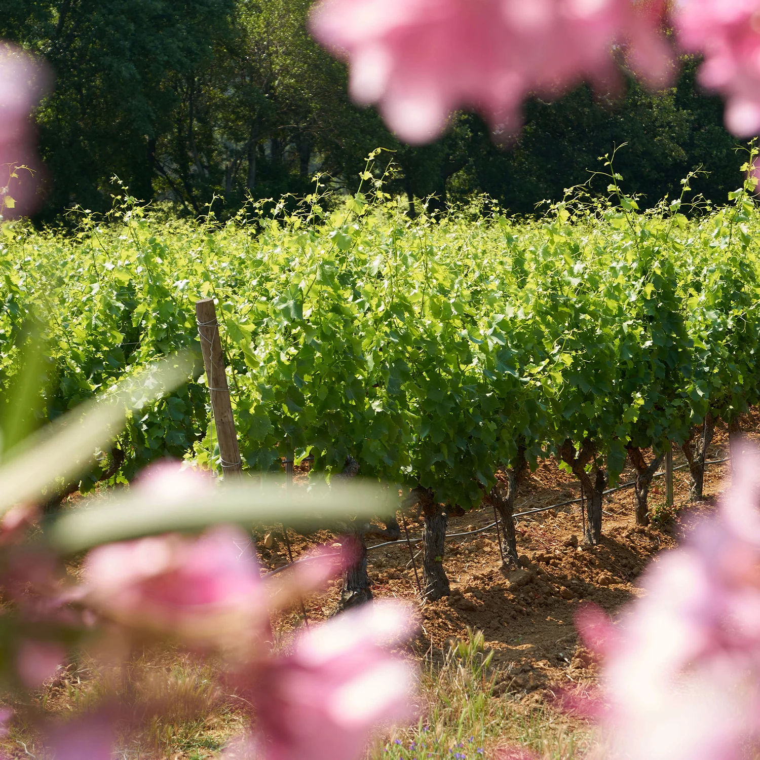 Visuel éditorial Minuty